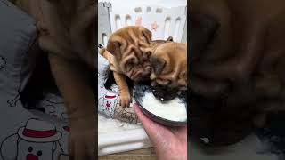 Shar Pei food adventure ❤️️ puppy sharpei [upl. by Cresida614]