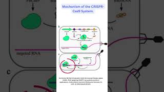 CRISPR CAS 9 Gene Editing GeneEditing Cas9 Biotechnology GeneticEngineering DNA [upl. by Doria]