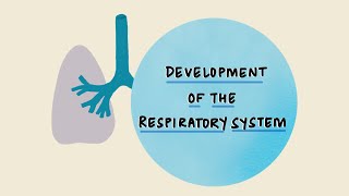 Development of the Respiratory System  Stages of Lung Development  Embryology [upl. by Ellenar]