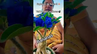 Vai bombar 💣de flores  Bananas trendingshorts rosadodeserto flores dicas orgánico plantas [upl. by Adnuhs]