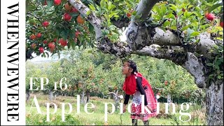 When We Were EP 16  Apples Picking at Castle Farm Kent 2024 [upl. by Sprague187]