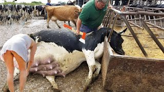 Ultimate Farm Technology Automated Milking Cattle Feeding amp Silage Tips for 2023 [upl. by Llednov758]