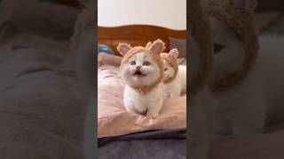 floppy cute kitties cat pets cute funny viralvideo [upl. by Aigroeg]