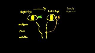 5 Saccadic eye movement assessment [upl. by Dayle]