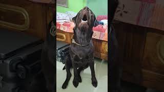 Chocolabrador dogowner petowner doglover petlover dogs pets viral trending cute love [upl. by Annavoeg613]