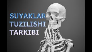 SUYAKLARNING TUZILISHI VA OSISHI  СУЯКЛАРНИНГ ТУЗИЛИШИ ВА ЎСИШИ [upl. by Nillad]