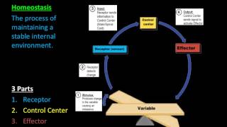 Homeostasis amp Feedback Mechanisms [upl. by Arinaid736]