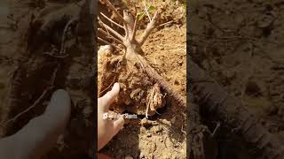 Roots Over Rock Grown Bonsai in the Field  Bonsai Madness [upl. by Zat]