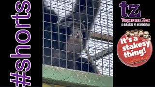 Siamang Gibbons Howling at Twycross Zoo  Been very Vocal  itsastakesything  shorts [upl. by Luehrmann839]