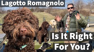 Lagotto Romagnolo  Is It Right For You [upl. by Aip]