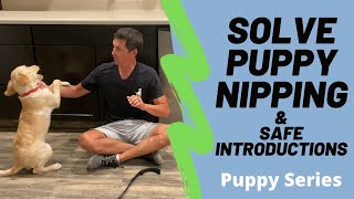 Puppy nipping is a huge problem watch my unique method to minimize it [upl. by Pang]