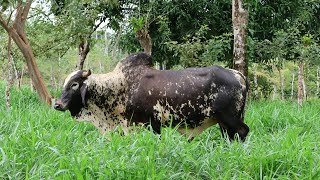 Este es el mejor pasto para sembrar en tu finca [upl. by Anilah]