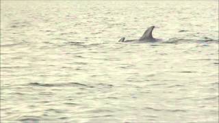 Rissos Dolphins at Bayble Island in Scotland [upl. by Goldston360]