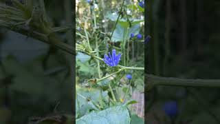 Cichorium intybus  Chicory  Off Grid Gardening [upl. by Aznerol847]