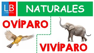 Animales OVÍPAROS y VIVÍPAROS para niños ✔👩‍🏫 PRIMARIA [upl. by Hasile]