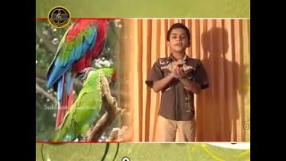 കലോത്സവം School kalotsavam Arabic Action Song Naathwa Naathwa [upl. by Trip]