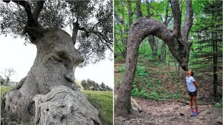 अजीबोगरीब पेड़ जिन्हें देखकर Scientist भी हैरान है  10 Strangest and Rarest Trees on Earth Part3 [upl. by Feola]