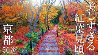 【京都紅葉50選】絶景に出会える解説付き 見頃 混雑 回り方 穴場 見どころ 旅行 観光  The Autumn Leaves spots of Kyoto [upl. by Redlac]