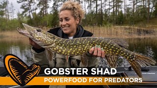 Gobster Shad  Powerfood for Predators  With Sean Wit and a special guest [upl. by Atiram]