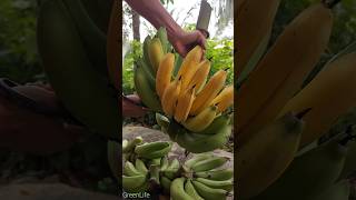 Ripe bananas in the garden fruit satisfying farming garden greenlife [upl. by Rabi]