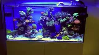 Schwings Reef Tank 500l 130gal  8 months  ATI sunpower 6x54W Vortech mp40W amp NYOS [upl. by Linker]