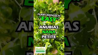 ANUBIAS NANA PETITE AMAZING AQUASCAPING PLANT Is Available For Sale [upl. by Sib]