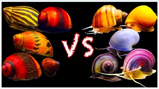 Mystery Snail vs Nerite Snail Showdown Which One is Better [upl. by Cardon]