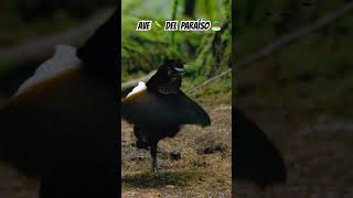 El Fascinante Baile del Cuco Rayado Un Llamativo Baile de Cortejo [upl. by Annorah]