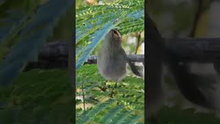 Nature Walk GoldenCrowned Kinglet Behavior [upl. by Kuehn]