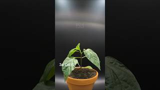 114 DAY in 41sec  Red BELL PEPPERS GROWING TIME LAPSE [upl. by Assille432]