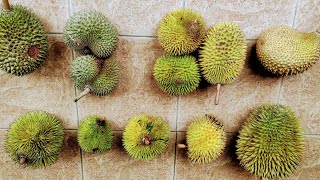 Rare Durians Durio graveolens zibethinus hybrids in Pichin  Borneo [upl. by Ellirehs]