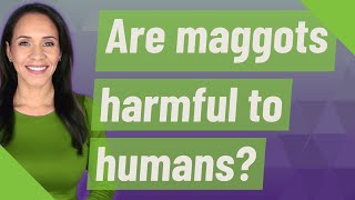 Are maggots harmful to humans [upl. by Ydor]