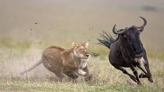 WATCH THIS  Fight to life and death lion vs wildebeest [upl. by Estelle]