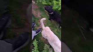 Dogs bouncing through the ferns Lola the Bedlington Whippet and the packdoglovernatureBedlington [upl. by Hoxie]