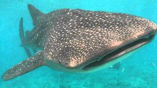 Rekin Wielorybi  Whale Shark  Maledives  Centrum Nurkowe Gdynia Dive [upl. by Noillid]