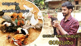 അടയിരിക്കുന്ന കോഴി അധിക വരുമാനം naadan kozhi valarthal  Chicken Farming in Kerala  polecat Tv [upl. by Lynnette]