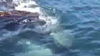 Whale Watching in Hermanus South Africa [upl. by Ty643]