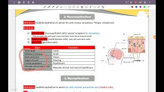 Epithelial Tissue المحاضرة الخامسة [upl. by Jonna]