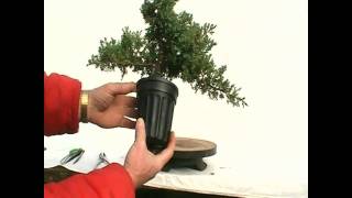 Working On A PreBonsai Part 2 of 3 [upl. by Kristina96]