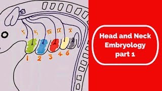 Head and Neck Embryology part one [upl. by Harilda]