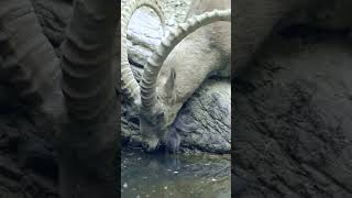 Ibex goats playing in the mountains 🐐 PlanetEarth3 [upl. by Aicil497]