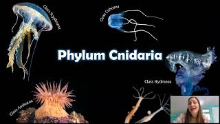 Phylum Cnidaria The Things that Sting [upl. by Ydnat]