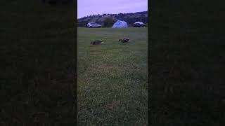 Ducks  Bank House farm campsite [upl. by Ardnnaed]