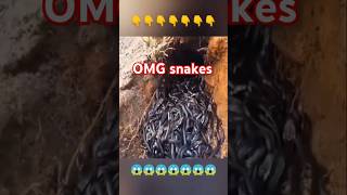 OMG snakes 🥶😱 music memes remix Aliferous1 [upl. by Annaeed]