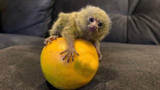 Very Cute Tiny Pygmy Marmoset Monkey  The most Cute Smallest Monkeys [upl. by Schou]