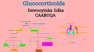 Pharmacology 27 Glucocorticoids  Dawooyinka lidka Caabuqa iyo difaaca jidhka [upl. by Hayyikaz]