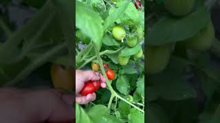 Harvest tomatoes with me [upl. by Carine]