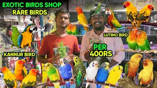 ₹400 ரூ முதல்  Hand Tamed Birds for Sale  Exotic Birds Shop  All Over Tamil Nadu Delivery [upl. by Ynohtnanhoj]