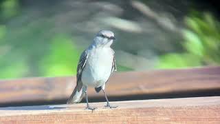 Moquer polyglotte Northern mockingbird Mimis polylottos Floride avril 2024 [upl. by Rivard]