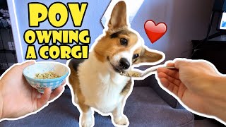 POV Owning a CORGI Dog  Life After College Ep 738 [upl. by Acissehc]